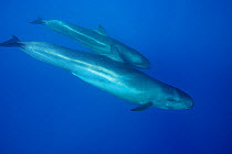 False killer whales (Pseudorca crassidens) mother and calf, off the Kona Coast , Hawaiian Islands, USA.