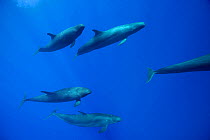 False killer whale (Pseudorca crassidens) pod, off the Kona Coast of Hawaii Island, Hawaiian Islands, USA. January.