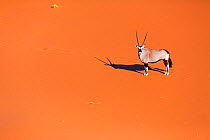 Gemsbok (Oryx gazella) standing  in sand dunes, Namib Desert, Namibia.