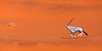 Gemsbok (Oryx gazella) running  in sand dunes, Namib Desert, Namibia.