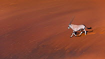 Gemsbok (Oryx gazella) runnin gin sand dunes, Namib Desert, Namibia.