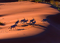 Gemsbok (Oryx gazella) aerial view of herd on sand dune, Namib Desert, Namibia.