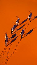 Gemsbok (Oryx gazella) aerial view of herd on sand, Namib Desert, Namibia.
