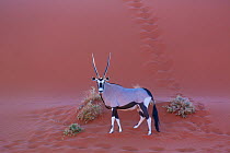 Gemsbok (Oryx gazella), Namib Desert, Namibia.