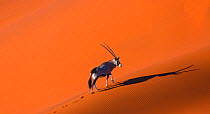 Gemsbok (Oryx gazella) on sand dunes, Namib Desert, Namibia.