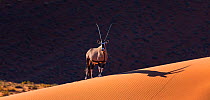 Gemsbok (Oryx gazella) standing on sand dune, Namib Desert, Namibia.