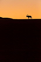 Gemsbok (Oryx gazella) silhouetted on sand dunes, Namib Desert, Namibia.