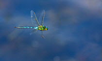 Emperor dragonfly or blue emperor (Anax imperator) Basque Country, Spain, August.