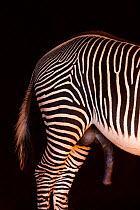 Grevy's zebra (Equus grevyi) close up of hind quarters of male with penis extended from sheath, captive.