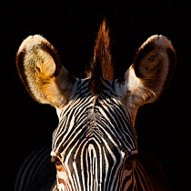 Grevy's zebra (Equus grevyi) close up ears, captive.