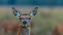 Red deer (Cervus elaphus) female, Basque Country, Spain, October.
