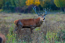 Red deer (Cervus elaphus) male during rutting season, Basque Country, Spain, October.