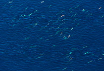 Short-beaked common dolphin (Delphinus delphis) pod swimming near the surface, Channel Islands National Park, California, USA, February.