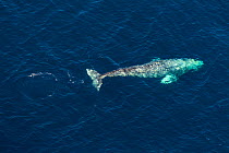 North Pacific right whale (Eubalaena japonica) swimming near surface, aerial view, Channel Islands National Park, California, USA. February.