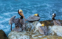 Brown pelican (Pelecanus occidentalis) group on coast, La Jolla, San Diego, California, USA. February.