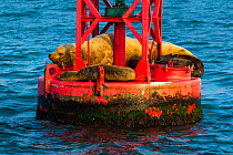 Steller's sea lion (Eumetopias jubatus)  resting on buoy, California, USA. February.