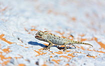 Namaqua chameleon (Chamaeleo namaquensis) Swakopmund, Erongo, Namibia.