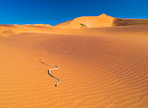 Namib sand snake (Psammophis namibensis) in sand dunes, Swakopmund, Erongo Region, Namibia.