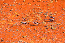 Gemsbok (Oryx gazella) herd, aerial view, Namib Desert, Namibia.