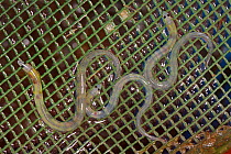 Young European eel (Anguilla anguilla) elvers, or glass eels on a coarse sieve in a collecting bucket during a fishhing session on the River Parrett at night, Somerset, UK, March.