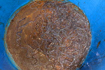 Young European eel (Anguilla anguilla) elvers, or glass eels retained in a collecting bucket with a fine mesh base during a fishing session on the River Parrett at night, Somerset, UK, March.