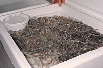 Glass eels, young European eel (Anguilla anguilla) elvers being packaged in an insulated box with ice and water at UK Glass Eels for transport to Germany for reintroduction projects, Gloucester, UK, M...