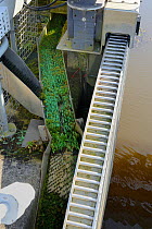 Eel pass with clumps of nylon bristles to allow migration of young European eel (Anguilla anguilla) elvers, or glass eels, up the side of a weir on a drainage channel,  Somerset Levels, UK, March.