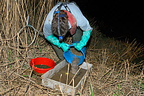 Anna Carey pouring her catch from a collecting bucket into a tray after fishing under license for young European eel (Anguilla anguilla) elvers, or glass eels, on a rising tide on the River Parrett at...