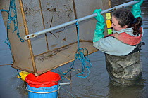 Anna Carey fishing under license with a legally sized dip net for young European eel (Anguilla anguilla) elvers, or glass eels, on a rising tide on the River Parrett at dusk, pouring her catch into a...