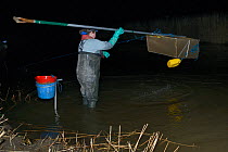 Anna Carey fishing under license with a legally sized dip net for young European eel (Anguilla anguilla) elvers, or glass eels, on a rising tide on the River Parrett at night, Somerset, UK, March.