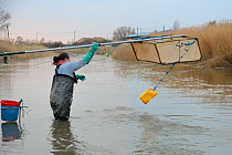Anna Carey fishing under license with a legally sized dip net for young European eel (Anguilla anguilla) elvers, or glass eels, on a rising tide on the River Parrett at dusk, with several fishermen in...