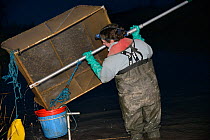 Anna Carey fishing under license with a legally sized dip net for young European eel (Anguilla anguilla) elvers, or glass eels, on a rising tide on the River Parrett at night, pouring her catch into a...