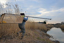 Anna Carey approaching the River Parrett to fish under license with a legally sized dip net for  young European eel (Anguilla anguilla) elvers, or glass eels, on a rising tide at dusk, Somerset, UK, M...