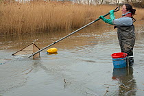 Anna Carey fishing under license with a legally sized dip net for  young European eel (Anguilla anguilla) elvers, or glass eels, on a rising tide on the River Parrett at dusk, Somerset, UK, March.