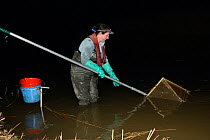 Anna Carey fishing under license with a legally sized dip net for  young European eel (Anguilla anguilla) elvers, or glass eels, on a rising tide on the River Parrett at night, Somerset, UK, March.