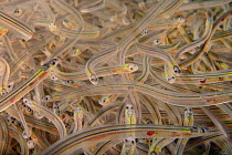 Young European eel (Anguilla anguilla) elvers, or glass eels, caught during their annual migration up rivers from the Bristol channel, swimming in a large holding tank at UK Glass Eels, which supplies elvers for reintroduction projects across Europe, Gloucester, UK, March