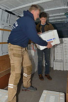 Glass eels, young European eel (Anguilla anguilla) elvers, packaged in insulated boxes at UK Glass Eels being loaded into a van for onward transport to Germany by air for reintroduction projects, Glou...