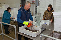 Glass eels, young European eel (Anguilla anguilla) elvers being weighed and packaged at UK Glass Eels  for transport to Germany for reintroduction projects, Gloucester, UK, March. Model and property...