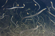Young European eel (Anguilla anguilla) elvers, or glass eels, caught during their annual migration up rivers from the Bristol channel, swimming in a large holding tank at UK Glass Eels, which supplies...