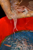 Young European eel (Anguilla anguilla) elvers, or glass eels, being poured from a legally sized dip net into a collecting bucket on a rising tide on the River Parrett at night, Somerset, UK, March.