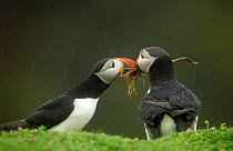 Atlantic Puffins (Fratercula arctica) courtship, male giving female nesting material gift, Skomer Island, Wales, UK, May