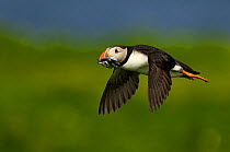 Atlantic Puffin (Fratercula arctica) in flight carrying sand eels back to its chick, Sule Skerry, Scotland, UK, July