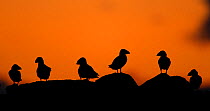Atlantic Puffins (Fratercula arctica) resting on top of a cliff at dusk, Sule Skerry, Scotland, UK, July