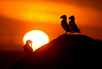 Atlantic Puffins (Fratercula arctica) resting on a cliff top in the sunset, Sule Skerry, Scotland, UK, July