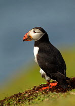 Atlantic Puffin (Fratercula arctica) covered in mud after digging its nesting chamber, Fair Isle, Scotland, UK, May
