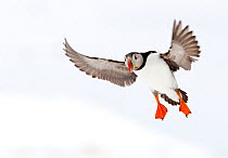 Atlantic Puffin (Fratercula arctica) about to land on snow, Hornya, Varanger, Norway, April