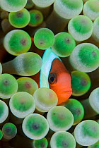 Red and black anemonefish (Amphiprion melanopus) in a Bulb tentacle sea anemone (Entacmaea quadricolor). Kri Island, Raja Ampat, West Papua, Indonesia, South East Asia. Dampier Strait, Tropical West P...