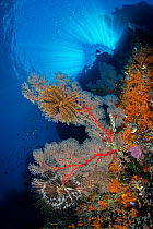 Seafan (Melithaea sp.) grows below an overhang in the shade of sunbeams. Daram Islands, Misool, Raja Ampat, West Papua, Indonesia. Ceram Sea.