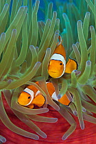 RF- Western clownfish (Amphiprion oceallaris) in Magnificent sea anemone (Heteractis magnifica). Raja Ampat, West Papua, Indonesia. (This image may be licensed either as rights managed or royalty free...