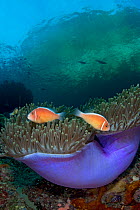 Pink anemonefish (Amphiprion perideraion) in a purple magnificent sea anemone (Heteractis magnifica). Misool, Raja Ampat, West Papua, Indonesia. Tropical West Pacific Ocean.